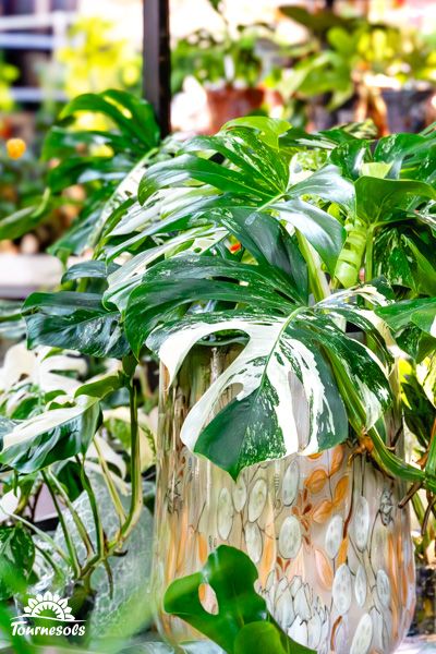 Plante rare Monsera Variegata aux feuilles panachées vert et blanc dans un intérieur bien éclairé